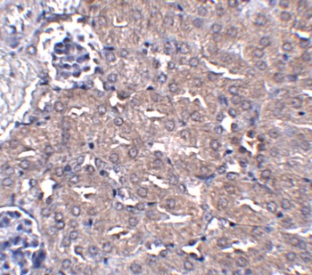 UBQLN4 Antibody