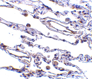 TRAF3IP2 Antibody