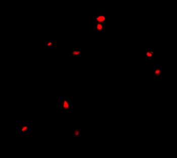 CIDEB Antibody