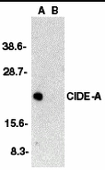 CIDE-A Antibody