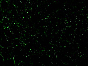 CIDE-A Antibody