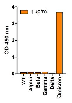 SARS-CoV-2 (COVID-19) Spike Q493R G496S Q498R N501Y Y505H Antibody (Omicron)