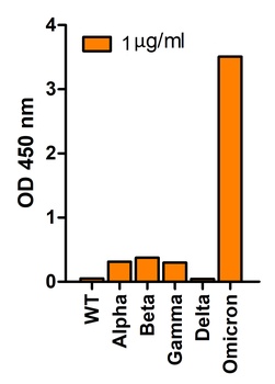 SARS-CoV-2 (COVID-19) Spike Q493R G496S Q498R N501Y Y505H Antibody (Omicron)