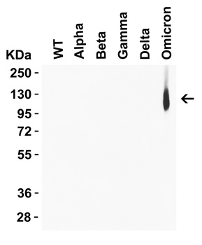 SARS-CoV-2 (COVID-19) Spike Q493R G496S Q498R N501Y Y505H Antibody (Omicron)