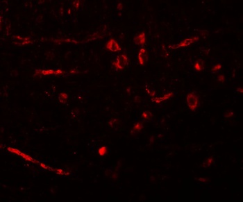 CDX2 Antibody