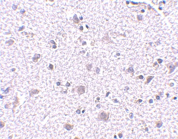 CDNF Antibody