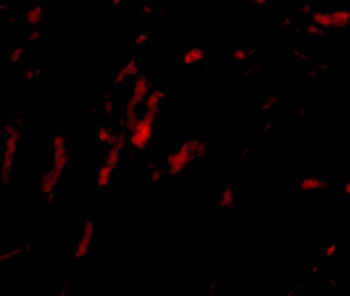 CDCA8 Antibody
