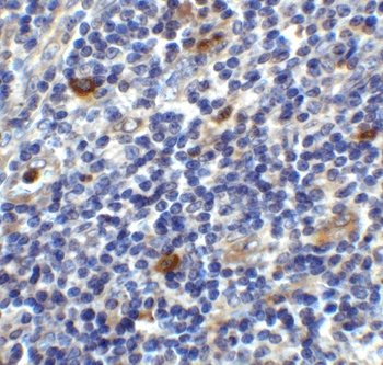 CD86 Antibody