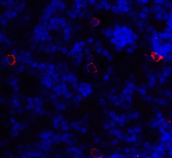 CD86 Antibody