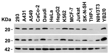 Smac Antibody