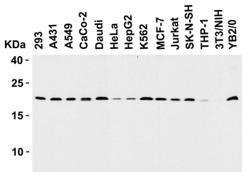 Diablo Antibody