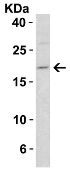 Diablo Antibody