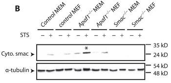 Diablo Antibody