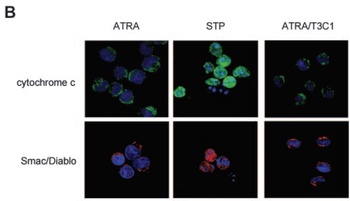 Smac Antibody