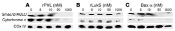 Diablo Antibody