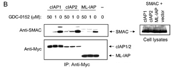 Diablo Antibody