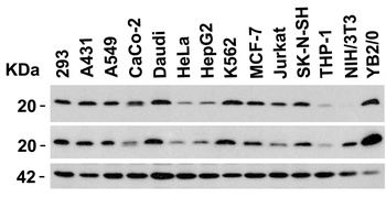 Diablo Antibody