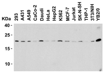 Diablo Antibody