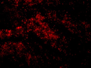 Smac Antibody