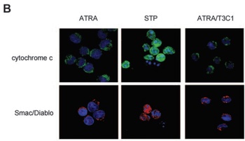 Diablo Antibody