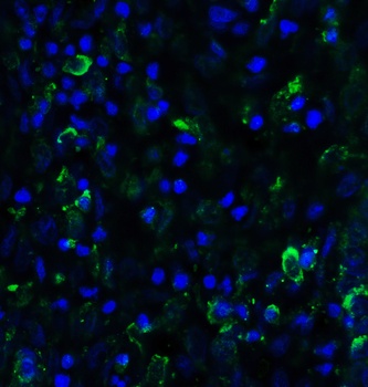 SMURF2 Antibody