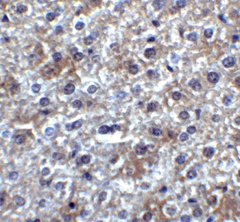 SMURF2 Antibody