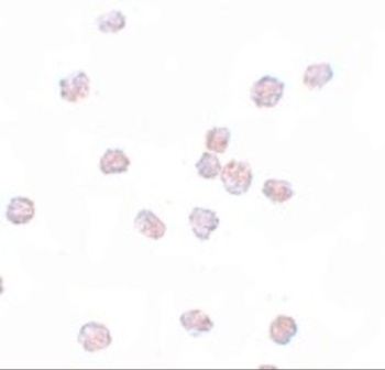 SOX2 Antibody