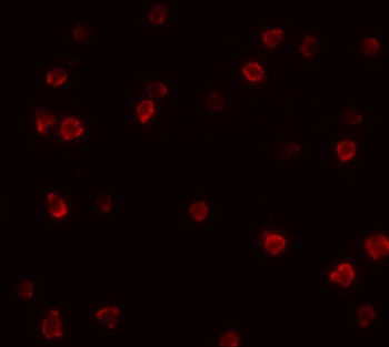SOX2 Antibody
