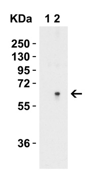 SPTLC2 Antibody