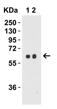 SPTLC2 Antibody