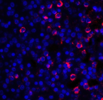 CD28 Antibody