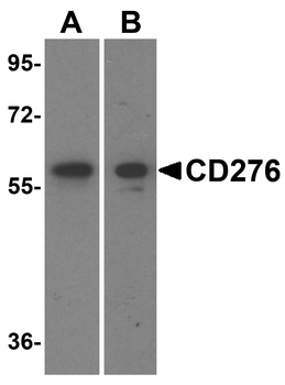 CD276 Antibody