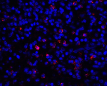 CD276 Antibody