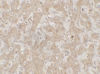 CCR7 Antibody