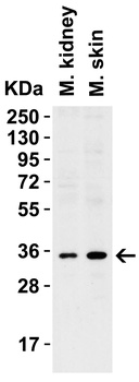 TNFSF11 Antibody