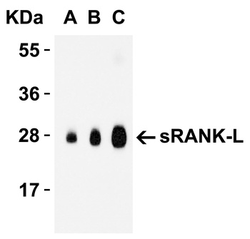 TNFSF11 Antibody