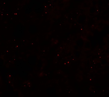 CCP110 Antibody