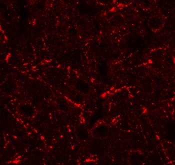 CCL4 Antibody