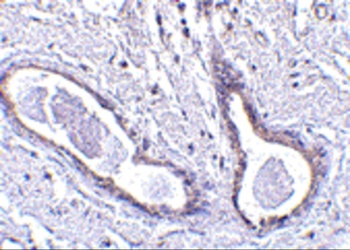CCDC98 Antibody