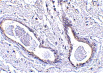 FAM175A Antibody