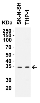 CCDC69 Antibody