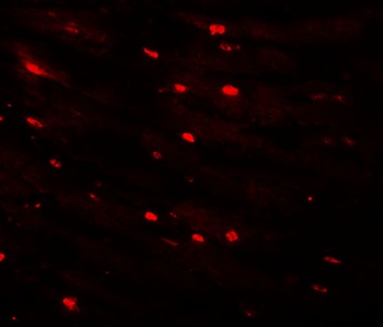 CAZIP Antibody