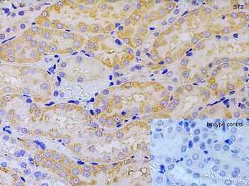 ST2 Antibody