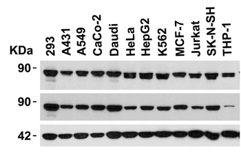 STAT1 alpha Antibody