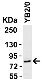 STAT1 Antibody