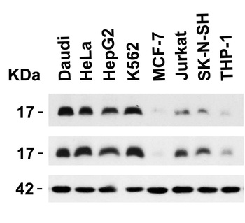 Survivin Antibody