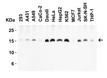 Survivin Antibody