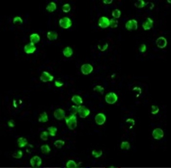 Survivin Antibody