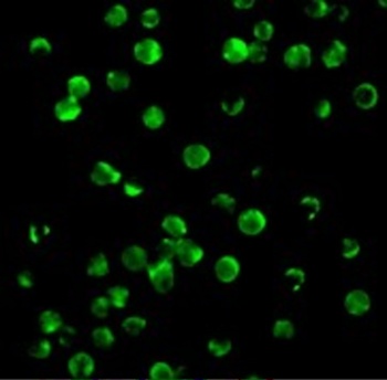 BIRC5 Antibody