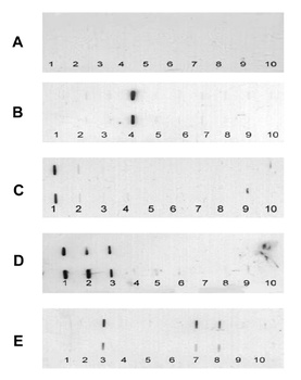 Survivin Antibody